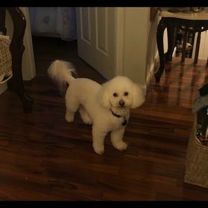 Meet your Posher, Carina